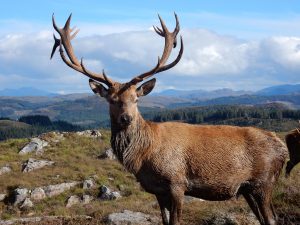 Macintyre and Thomson Stag